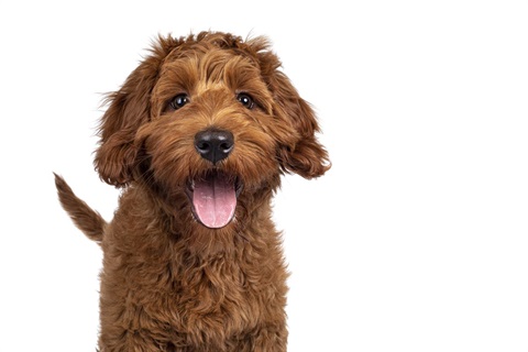 Cobberdog-pup-on-white-background